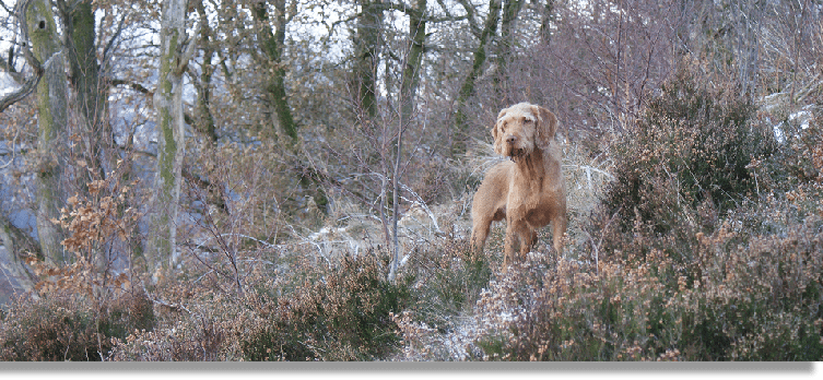 Novice HPR FT 11th January